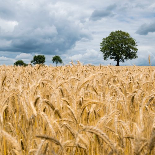 Agriculture connectée